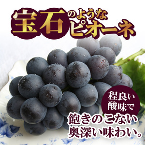 〈2025年度配送分〉ピオーネ2房（約1.0kg） ピオーネ 大粒 山梨 県産 先行予約 2025年 ぶどう フルーツ 2房 冷蔵 生産量 日本一 甲府 市産 1.0kg以上 フルーツ王国山梨 202