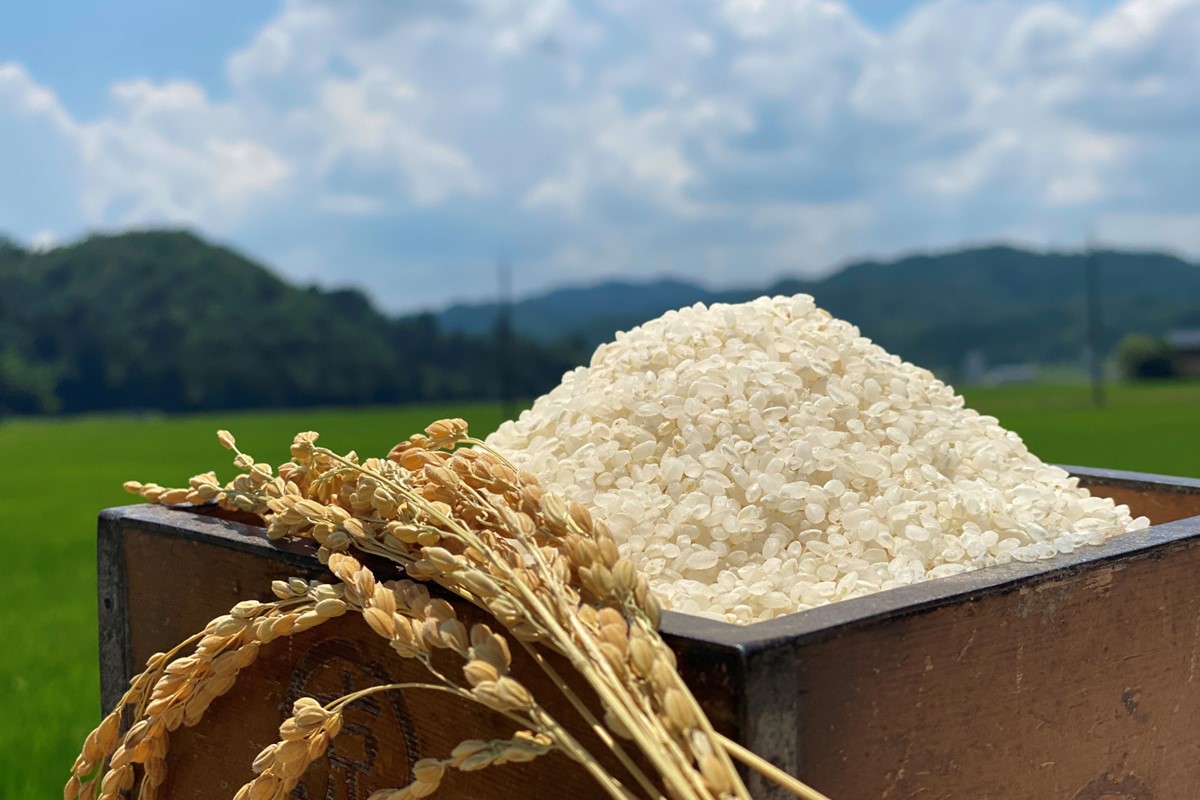 令和8年産 特別栽培米コシヒカリ 丹後椿（京丹後森本産） 2kg【定期便6回】ご飯 ごはん おにぎり お弁当 おいしい コメ コシヒカリ 新米 こうのとり コウノトリ 米 生産者応援 農家応援　AG0