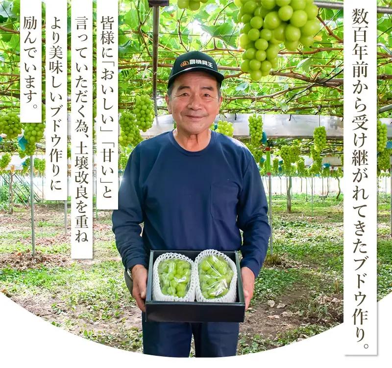 【令和8年産先行予約】鶴岡市産 シャインマスカット 約2kg（2～4房） 　齋藤農園（齋藤 英喜）