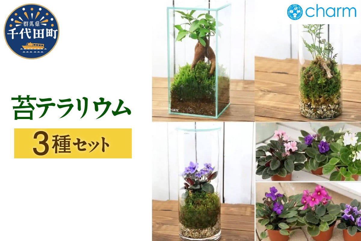 
            苔テラリウム 3種類セット 苔 北海道冬季発送不可  群馬県 千代田町 インテリア ナチュラル 自然 プレゼント ギフト 贈答用 送料無料 趣味 風水 緑 人気 オススメ 初心者 玄関 自家栽培 株式会社チャーム
          