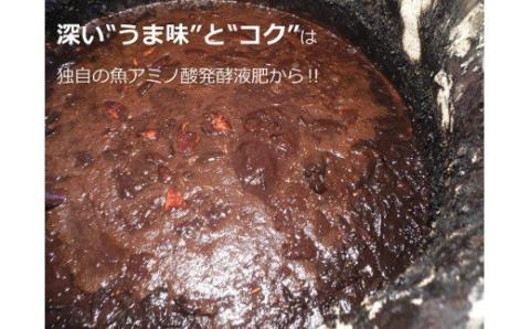 N-23 果樹園みかんの木の旬のカンキツ詰合せ７ｋｇ