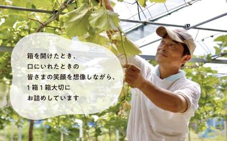 【2026年先行予約】桃も葡萄もしっかり食べたい！旬桃とシャインマスカットの満足便 (定期便) (岡山県産) / 7月9月 【KF-T061-02】