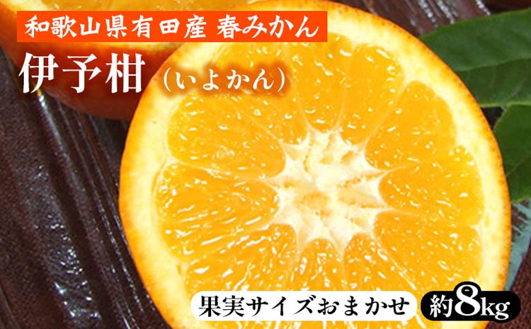 伊予柑（いよかん）［約8kg］和歌山県有田産 春みかん【果実サイズおまかせ】 ｜ 和歌山県産 柑橘 フルーツ 紀伊国屋文左衛門本舗