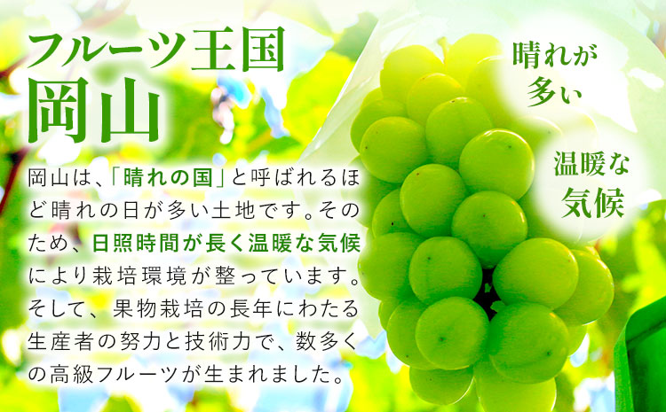 【先行予約】岡山県産 訳あり つる付き シャインマスカット 3房 (530g以上)  有限会社ホーティカルチャー神島《9月上旬-10月中旬頃出荷》岡山県 浅口市 マスカット ぶどう 葡萄 果物【配送不