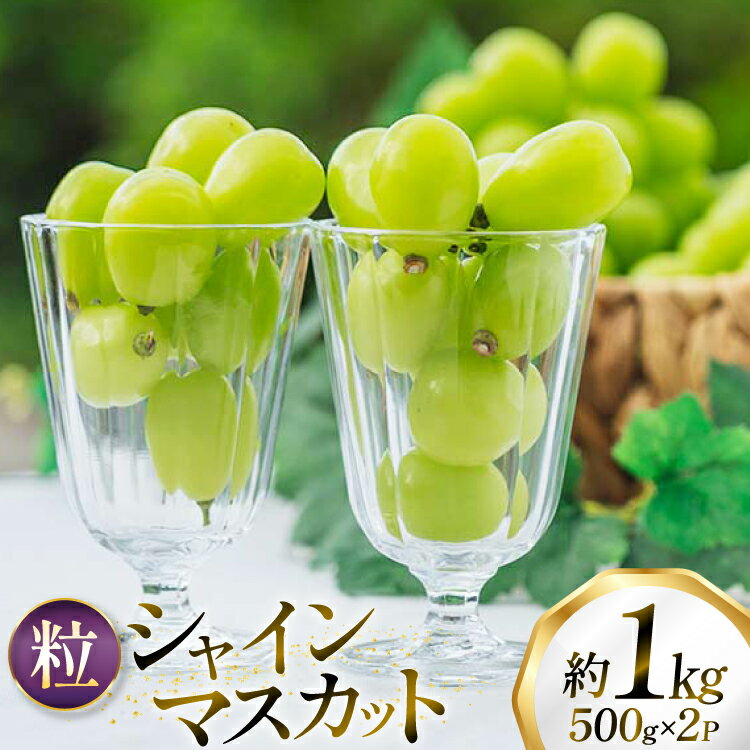 【ふるさと納税】【期間限定発送】 シャインマスカット 粒 500g 2パック 約 1kg [tk06ayt250005 山形県 高畠町 oboco grapes] ぶどう ブドウ 葡萄 フルーツ 果物 くだもの 1キロ 甘い