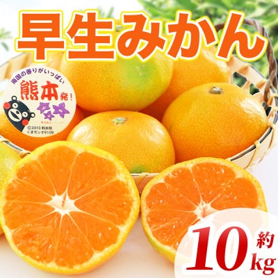早生みかん 2S～2L 約10kg(宇城市)【1730815】