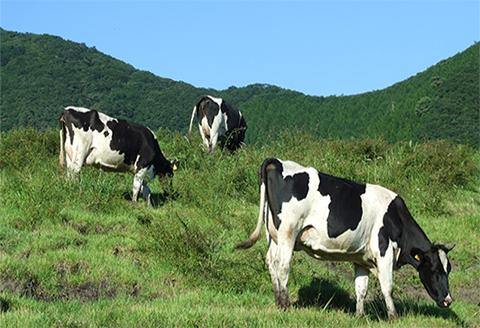 きすきの詰合せAセット