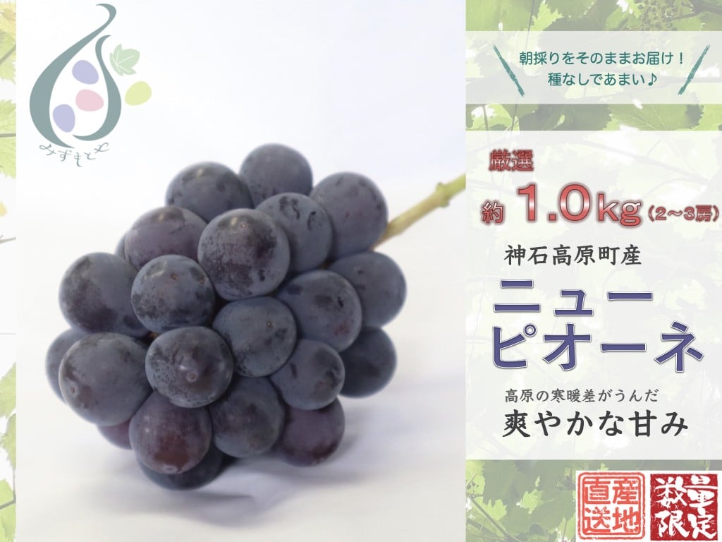
            【令和8年発送分 / 先行予約】厳選ピオーネ　約1.0㎏　神石高原町産【みずもとや（田邉）】
          