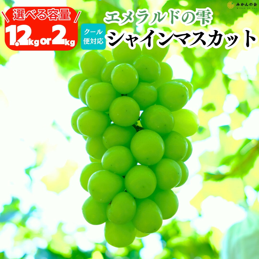 【ふるさと納税】【選べる内容量 1.2kg or 2kg】シャインマスカット 有田巨峰村 和歌山県産 【みかんの会】 | フルーツ 果物 くだもの 食品 人気 おすすめ 送料無料