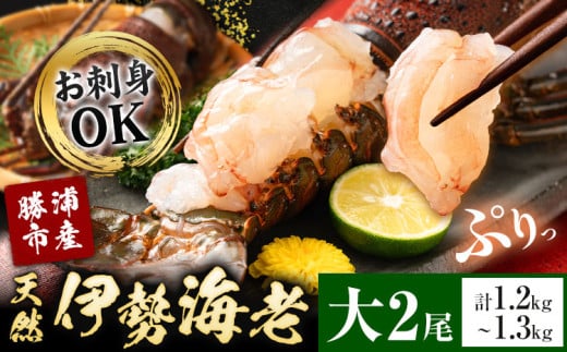 天然伊勢海老 千葉県勝浦産  生冷活〆 大サイズ 500gUP×2尾 計1.2kg 【刺身OK】 贈答 株式会社串浜水産《90日以内に出荷予定(土日祝除く)》千葉県 勝浦市 伊勢海老 海老 えび【配送不可地域あり】（離島）【1498730】