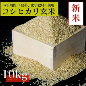 【令和7年産　新米先行予約】コシヒカリ玄米10kg《栽培期間中農薬・化学肥料不使用》徳島県阿南市産【1655401】