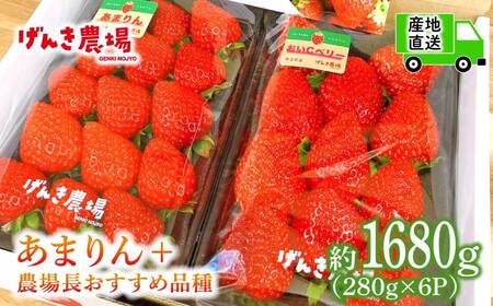 【事前予約】いちご あまりん +おまかせ品種 1.68kg 苺 あまりん 苺 イチゴ げんき農場