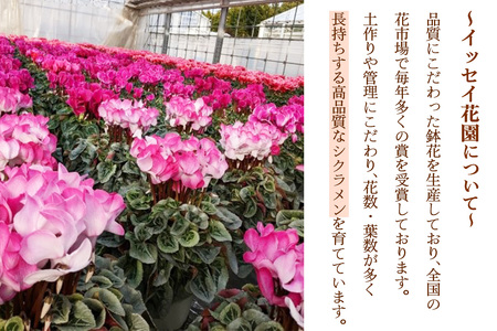 シクラメン 5号鉢 (赤系・ピンク系・紫系・白系・フリンジ系のいずれか)｜シクラメン 花 鉢花 鉢植え ギフト プレゼント 贈り物 記念日 イベント 季節限定 日光市 イッセイ花園 [0746]