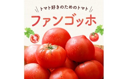 【先行予約】トマト好き必見！ファンゴッホ 4kg 肉厚中玉トマト_Y124-0027