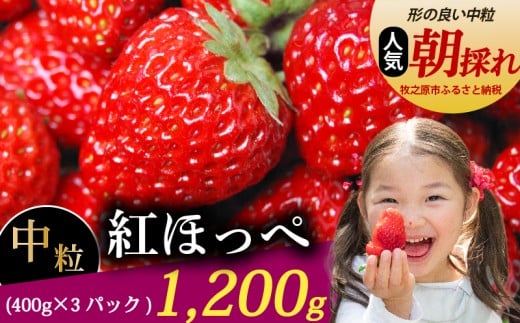 紅ほっぺ 中粒 1200g いちご 冷蔵発送 紅ほっぺ 400g × 3 パック 苺 イチゴ 1箱 ゆりかーご 土耕栽培 フルーツ 果物 スイーツ デザート 朝摘み ストロベリー おやつ 完熟 直送 ギフト 家庭用 贈答用 贈答 ギフト 贈り物 甘い ブランド ジャム アレンジ 農家直送 ベリー 産地直送 国産 おすすめ 森木農園 静岡県 牧之原市 ~土耕栽培だから濃くて甘い!~