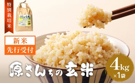 【令和8年産米先行受付】原さんちのお米 玄米 ４kg ひのひかり 米 お米 こめ コメ  ご飯 ヒノヒカリ 常温 大分県 大分 玖珠町 玖珠
