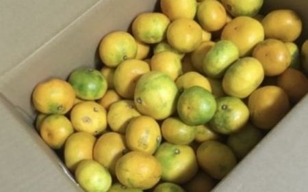 由良早生みかん(サイズおまかせ)約5kg