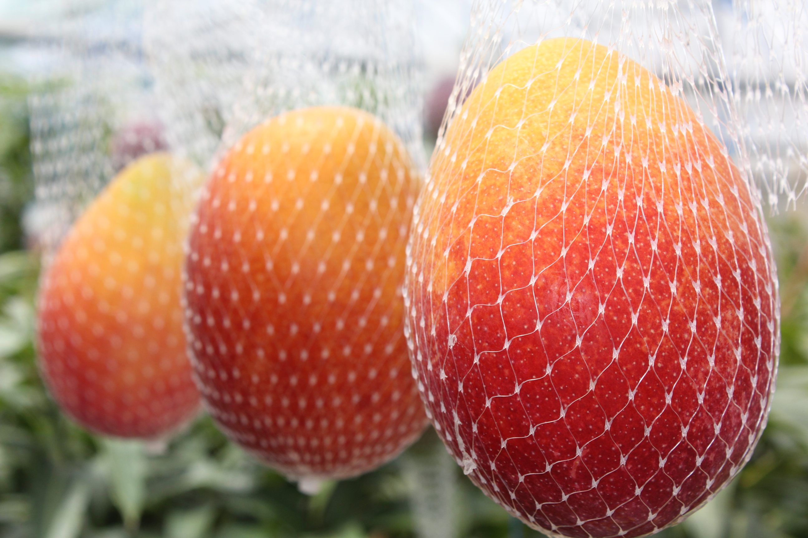 【全3回お届け】至極 完熟マンゴー 4L・2玉［Z21］