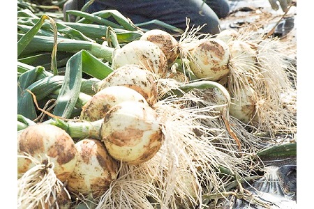 (2027年発送)【先行予約】新玉ねぎ 食べ比べ定期便 生がおいしい 神重農産のブランド玉ねぎ「旬玉」5kg×4回 ブランド玉ねぎ 玉ねぎ 新玉ねぎ 国産 愛知県産 野菜 やさい 農家直送 畑直送 旬