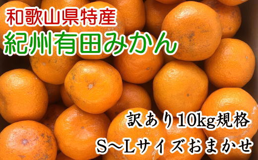 [訳あり]和歌山有田みかん約10kg(S～Lサイズいずれかお届け）★2024年11月中旬頃より順次発送【TM82】 303446_XH103