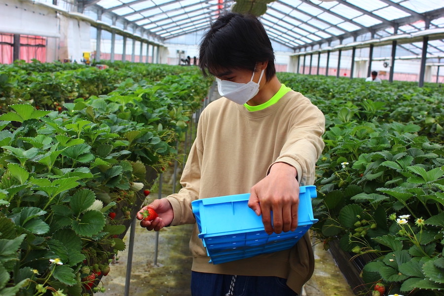 いちご 完熟冷凍いちご 1kg 　【先行予約＿2026年出荷分】｜ いちご 果物 フルーツ 苺 イチゴ 冷凍 果物 フローズン くだもの 紅ほっぺ 大容量 静岡県産 期間限定 strawberry 完