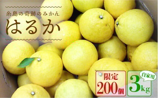 【先行予約】  爽やか に 甘い ！ 糸島産 「 はるか 」  お試し用 約 3kg 【2025年3月より順次発送】二丈赤米産直センター [ABB003]