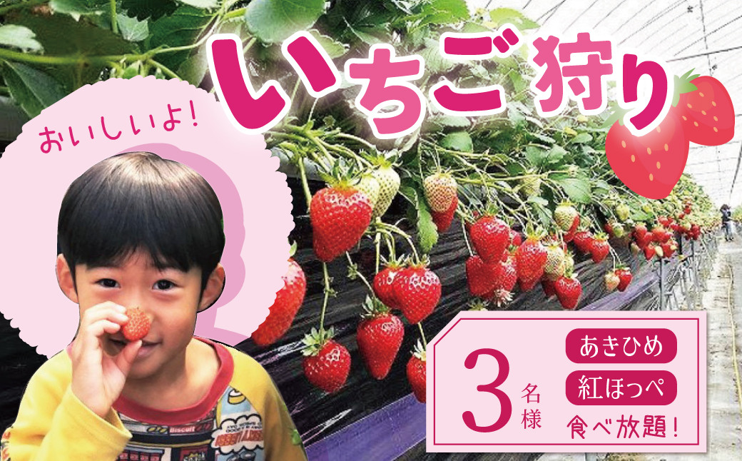 
いちご狩り券 3名様（３才以上）【1レーン貸切・最大60分食べ放題（土日祝・繁忙期は45分）】愛知 体験 チケット くだもの狩り フルーツ狩り H175-008
