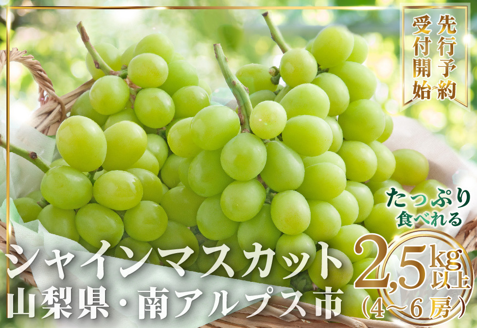 
                  【2026年発送先行予約】大容量山梨県産 シャインマスカット2.5㎏以上(4～6房) ALPAI025
                