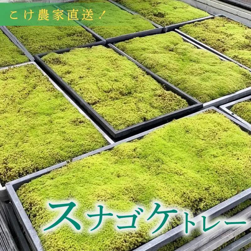 スナゴケ（育苗トレー入り）2枚 【苔テラリウム】 こけ コケ 牧之原市 静岡県