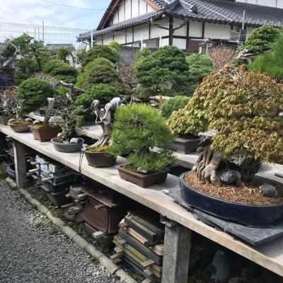 ふるさと納税 韮崎市 受賞歴多数の盆栽芸術家『秋山実』と選ぶ 盆栽購入チケット 60,000円分　【ふるさと納税限定】 |  | 03