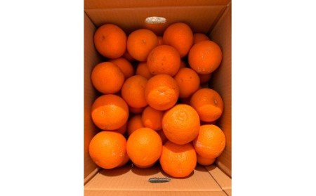 【ご家庭用訳アリ】紀州有田産清見オレンジ 7.5kg  ※2024年3月下旬頃～2024年4月下旬頃に順次発送予定(お届け日指定不可)【uot730】