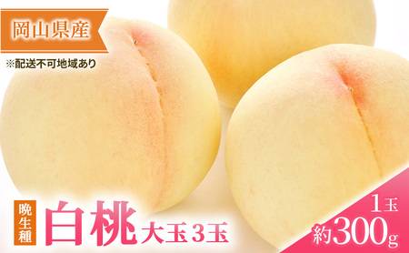 桃 2026年 先行予約 岡山の 白桃 大玉3玉（晩生種）（1玉約300g）  岡山県産 桃