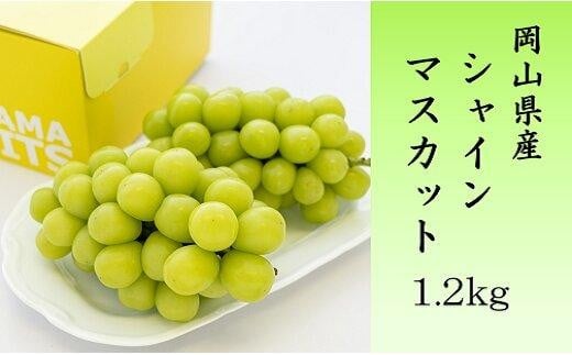 ご家庭用シャインマスカット1.2kg（2～3房）【数量限定300セット】