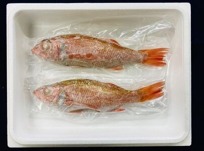天然のどぐろ 2匹入（大サイズ）　生冷凍・下処理済≪魚 新鮮 高級魚 真空≫◇  ※2024年5月中旬～8月下旬頃に順次発送予定