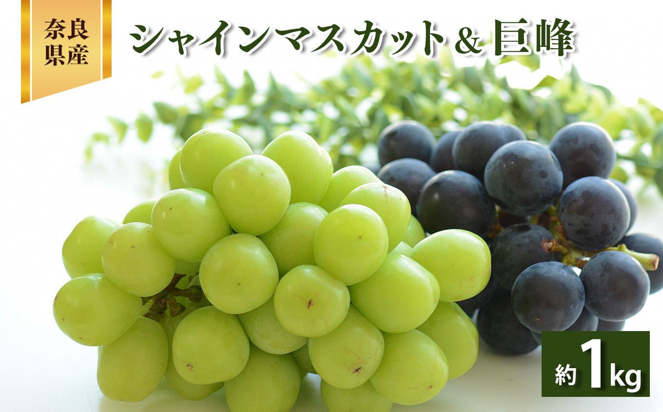 
                  W03 シャインマスカット & 巨峰 約1.0kg 2房 | ※9月上旬より発送 果物 くだもの フルーツ ぶどう 葡萄 1キロ 1kg 1房ずつ 奈良県 吉野 大淀町 マスカット 食べ比べ
                