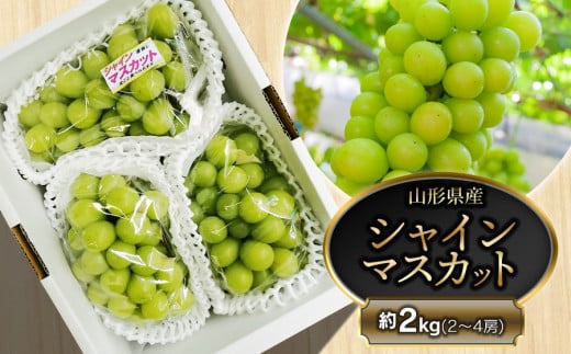 【令和8年産先行予約】鶴岡市産 シャインマスカット 約2kg（2～4房） 　齋藤農園（齋藤 英喜）