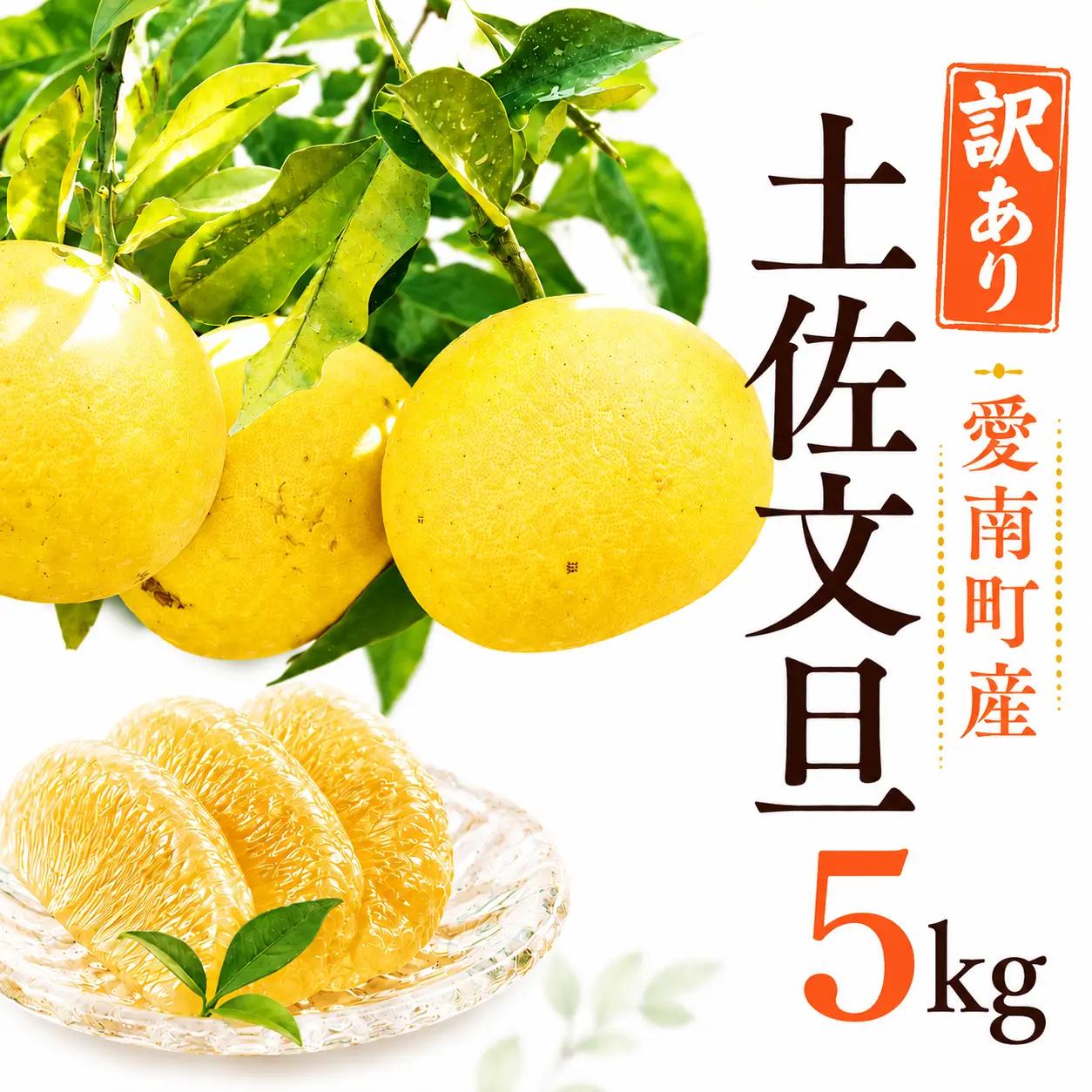 【先行予約】訳あり 土佐文旦 約5kg 文旦 エニシトラス