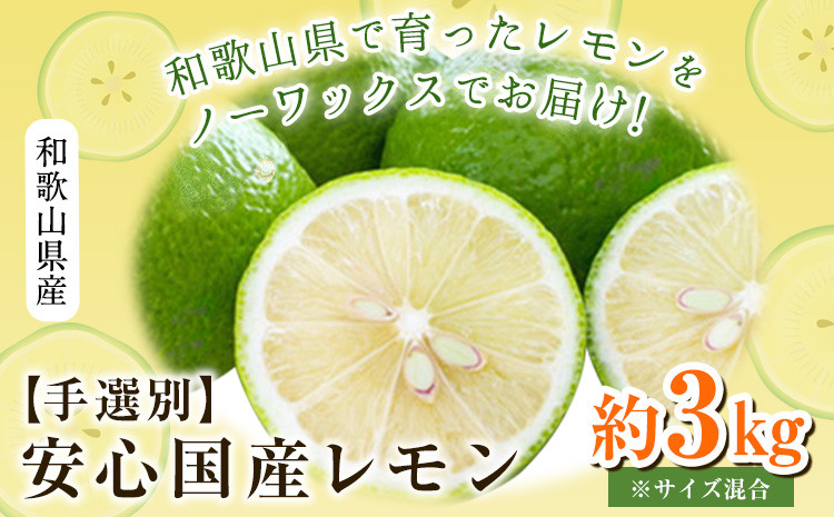 
【手選別・産直】紀の川市産の安心国産レモン 約3kg 紀の川市厳選館《9月・10月出荷》 和歌山県 紀の川市 フルーツ 果物 柑橘 レモン
