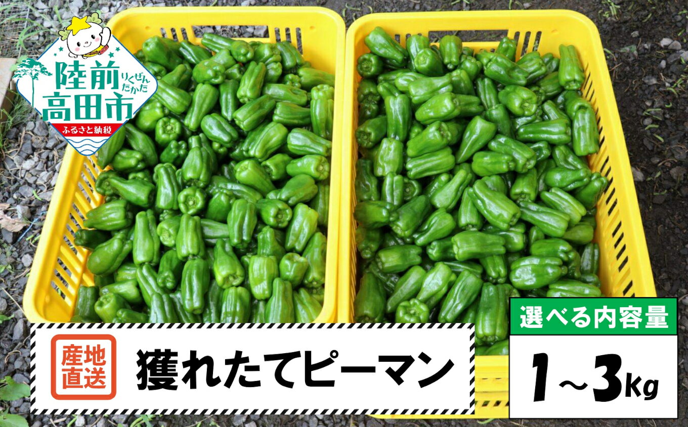 【ふるさと納税】先行予約 獲れたて 新鮮 ピーマン 内容量が選べる 1kg ～ 3kg [ 野菜 ベジタブル 新鮮 大容量 旬 人気 おすすめ 料理 野菜炒め 肉詰め 青椒肉絲 常温 バーベキュー アウトドア キャンプ 産地直送 野菜ソムリエ 国産 岩手県 陸前高田市 Farm Koganeyama ]