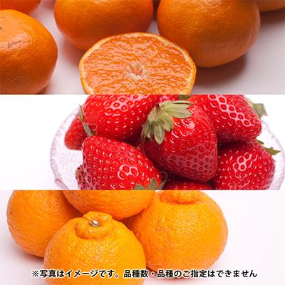 ふるさと納税 和歌山市 【発送月固定定期便】フルーツ定期便A【フルーツ定期便】【和歌山県有田】全6回 |  | 02