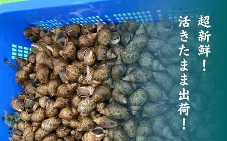【季節限定】 活黒ばい貝1kg ばい貝 魚介類 魚介類
