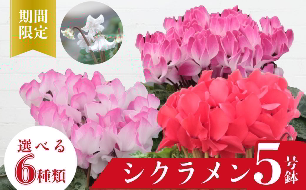 
                  シクラメン5号鉢 選べる6色 ｜シクラメン 花 鉢植え 贈答  お歳暮 贈り物 ギフト プレゼント 贈答品 花ギフト フラワーギフト 植物 鉢 鉢植え クリスマス 冬の花 冬ギフト ガーデニング 観葉植物 長持ち 鑑賞 特別  赤 ピンク ピアス オレンジリップス ピンクリップス 天使のはねMIX フリンジMIX ミックス アポロ 茨城県 常陸太田市
                
