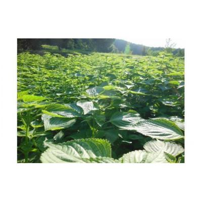ふるさと納税 恵那市 岐阜県産えごま100%使用 生えごま油(45g×2本) |  | 01