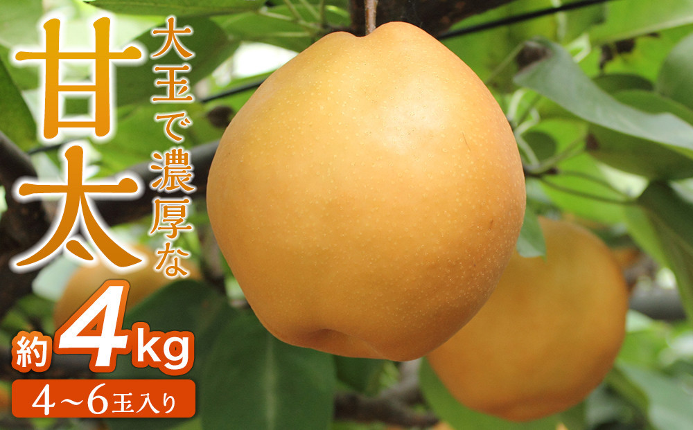 
            梨「甘太」約4kg（4～6玉入）10月中旬～順次発送【松崎果樹園】
          
