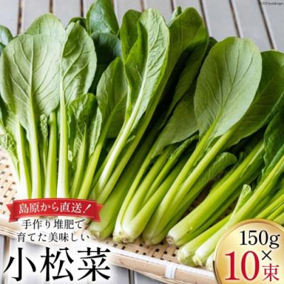 ふるさと納税 島原市 産地直送　小松菜　10束