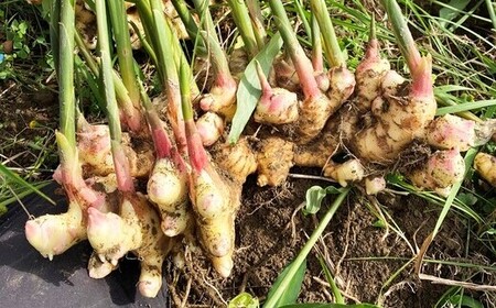 自然栽培 新生姜 500g ( 自然栽培 農薬 化学肥料不使用 高知県 )