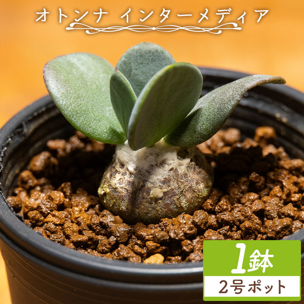 【ふるさと納税】オトンナ インターメディア 1鉢（2号ポット）- 塊根植物 植物 小型種 インテリア ナチュラル 自然 グリーン 観葉植物 おしゃれ 癒し かわいい 多肉植物 サキュレントフィールド Succulent field 高知県 香南市 【常温】 cc-0004