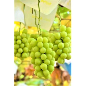 ◆先行受付◆産地直送　山梨名産!旬のシャインマスカット　2～3房(計1kg以上)【配送不可地域：離島】【1640021】