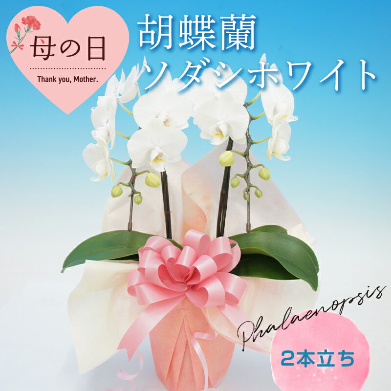 【ふるさと納税】 【母の日ギフト】 胡蝶蘭 ソダシホワイト 2本立ち ミディ こちょうらん コチョウラン 母の日 お花 贈り物 プレゼント ギフト フラワーギフト F21E-550