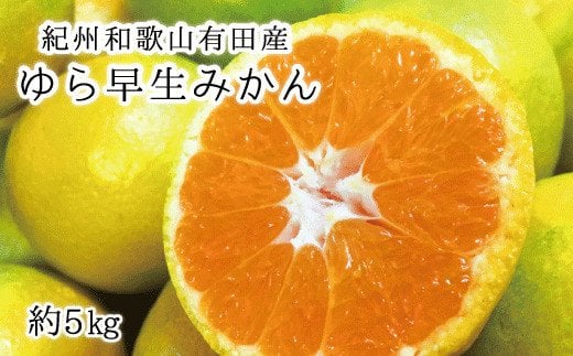 【先行予約】紀州和歌山有田産ゆら早生みかん　5kg　※2026年10月下旬頃〜2026年11月上旬頃順次発送 / みかん 蜜柑 フルーツ 果物 くだもの【uot721】